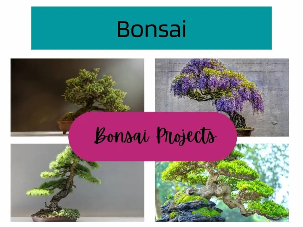 bonsai