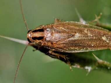 German-Cockroach-Exterminator-Challenges