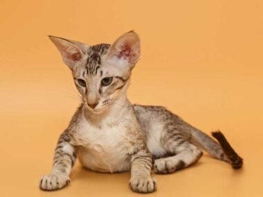 How to Keep Your Oriental Cat Happy and Healthy