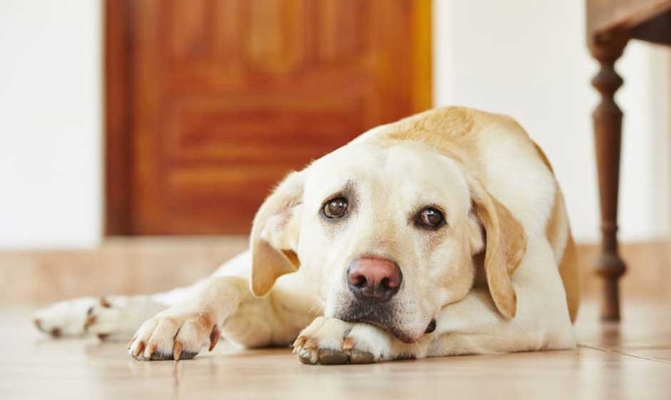 Understanding How Labrador Retrievers Show Stress and How to Help Them Feel Secure