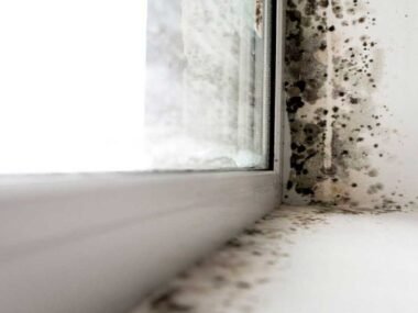 Essential Strategies for Effective Mold Proof Prevention