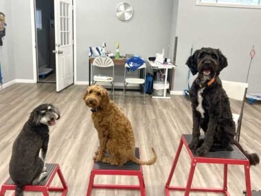 How to Make Your Dog Boarding Stand Out