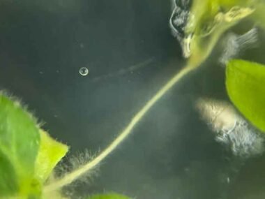 Harnessing Growth Factors: Innovative Approaches to Nerve Recovery