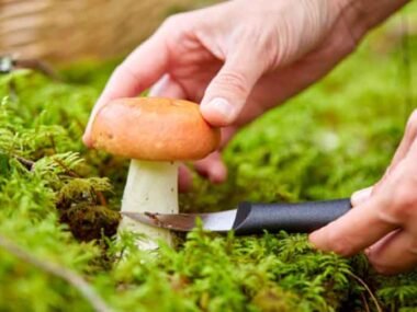 How-to-Start-Your-Own-Mushroom-Garden-at-Home