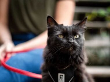 Know How To Train Your Cat To Love Their Harness