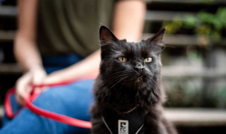 Know How To Train Your Cat To Love Their Harness