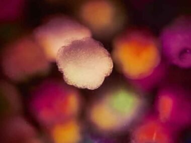 Peptides-for-Digestive-Health-What-You-Need-to-Know