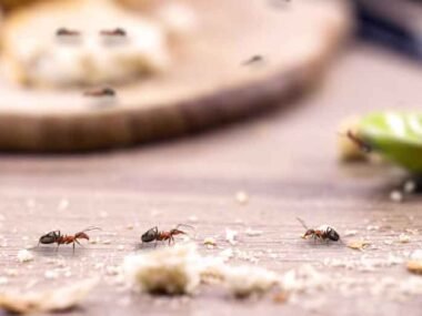 The-Hidden-Dangers-of-Pests-Why-Orlando-Homeowners-Need-Expert-Help