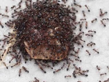 Why Expert Pest Control is Key to Managing Ants in Irvine Homes