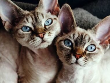 What is the difference between devon rex and sphynx breeds