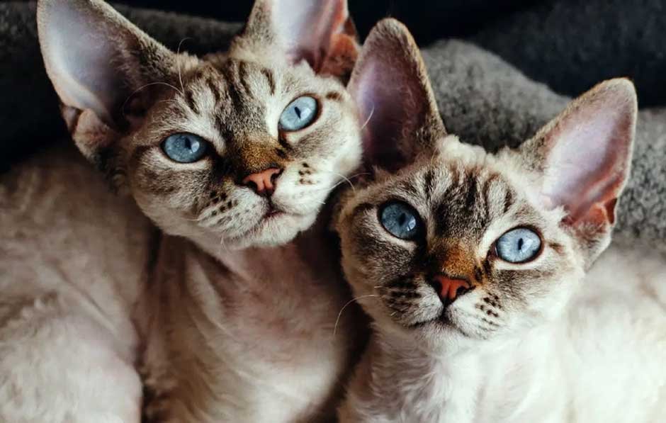 What is the difference between devon rex and sphynx breeds