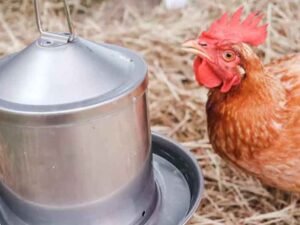 How to Choose a Low-Maintenance Chicken Waterer That Lasts?