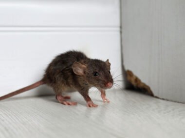The Hidden Dangers of Rodent Infestations at Home