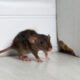 The Hidden Dangers of Rodent Infestations at Home