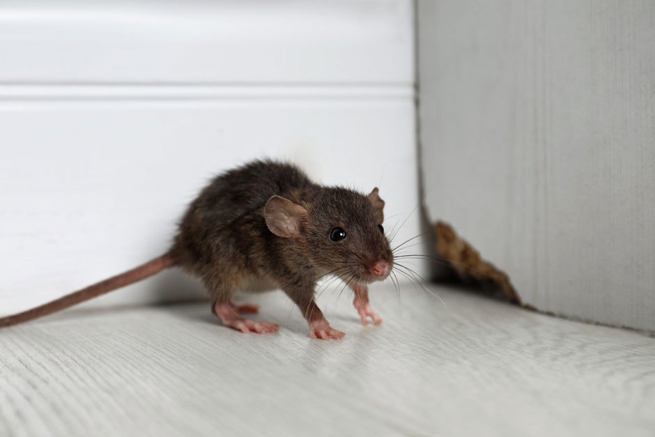 The Hidden Dangers of Rodent Infestations at Home