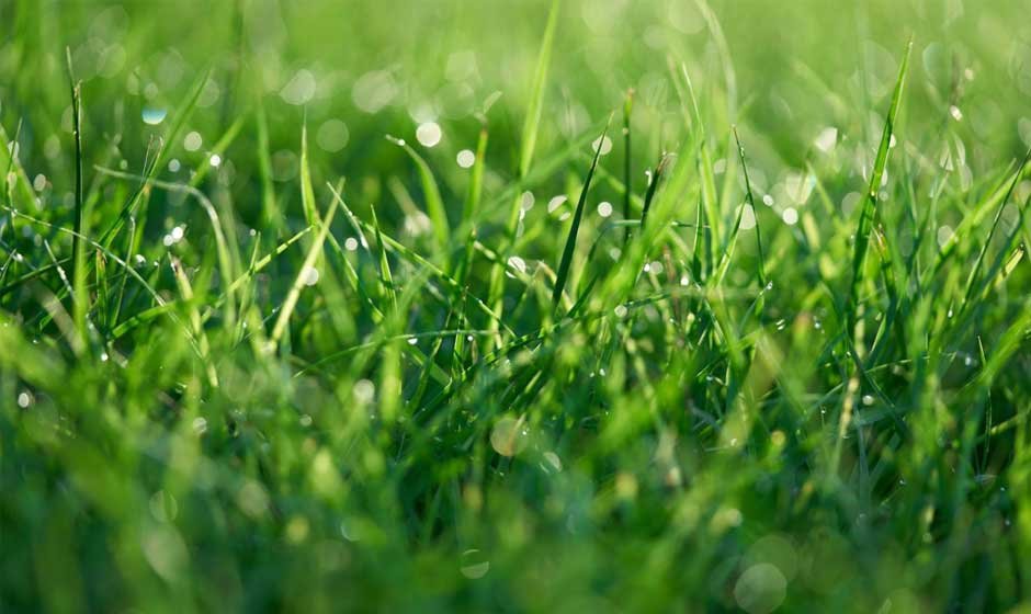 Tips-for-Maintaining-a-Beautiful-Lawn-Year-Round