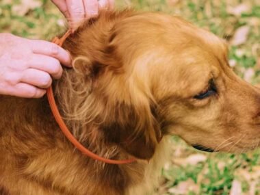 What Should You Look for in a Long-Lasting