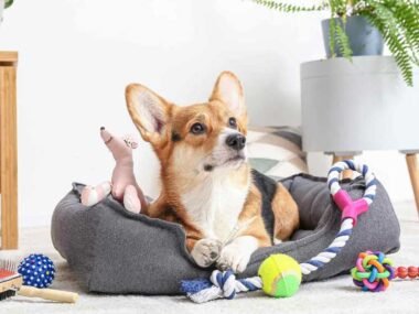 7 Tips Every Owner Needs for Luxury Dog Accessories Shopping