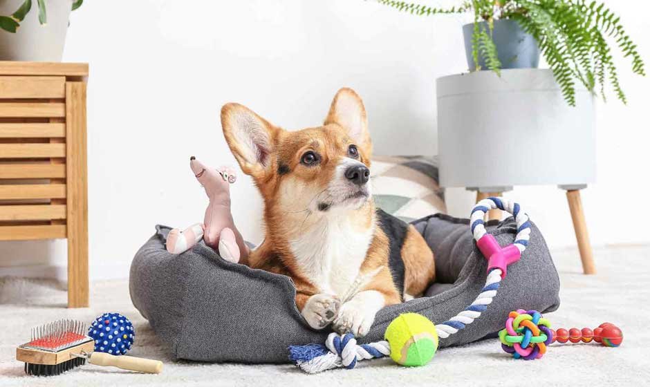 7 Tips Every Owner Needs for Luxury Dog Accessories Shopping