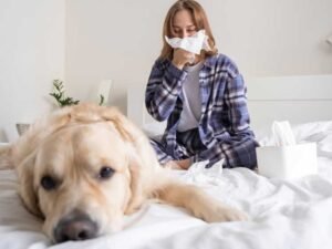 A Real Solution for Pet Allergies at Home