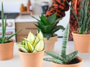 Is-It-Safe-to-Order-Snake-Plants-Online-A-Quick-Shopping-Guide