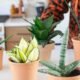 Is-It-Safe-to-Order-Snake-Plants-Online-A-Quick-Shopping-Guide