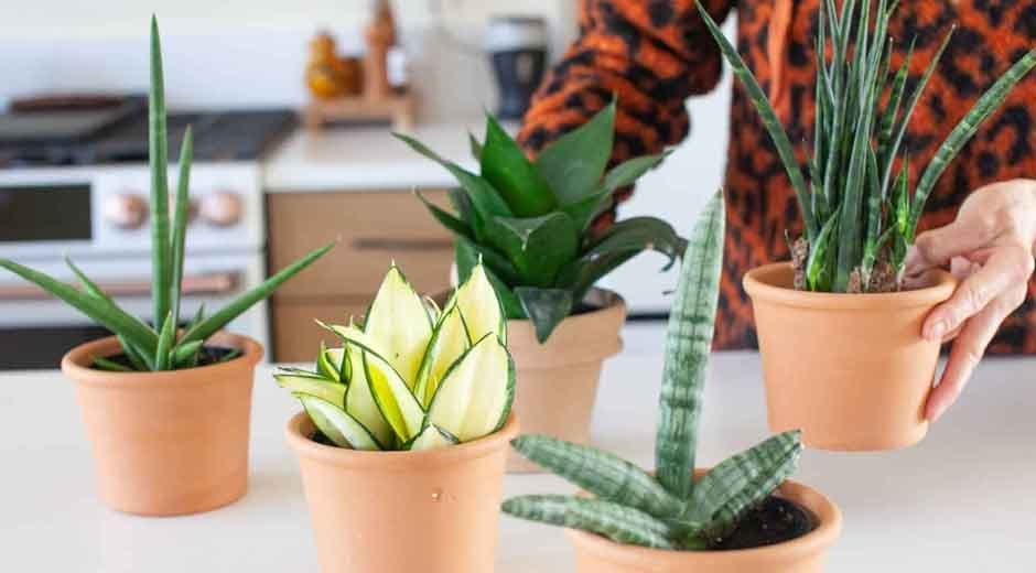 Is-It-Safe-to-Order-Snake-Plants-Online-A-Quick-Shopping-Guide