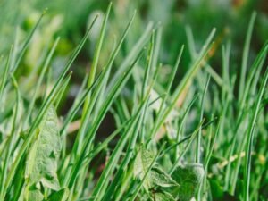 Key-Mistakes-That-Can-Disrupt-an-Effective-Weed-Control-Strategy