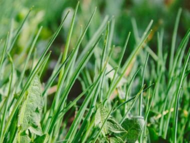 Key-Mistakes-That-Can-Disrupt-an-Effective-Weed-Control-Strategy