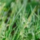 Key-Mistakes-That-Can-Disrupt-an-Effective-Weed-Control-Strategy