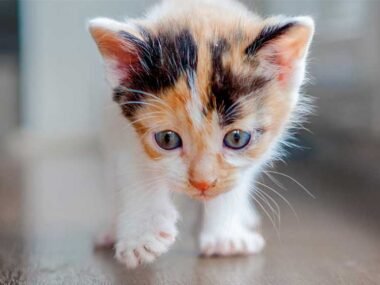 Preparing your home for a new kitten