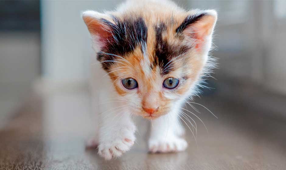 Preparing your home for a new kitten