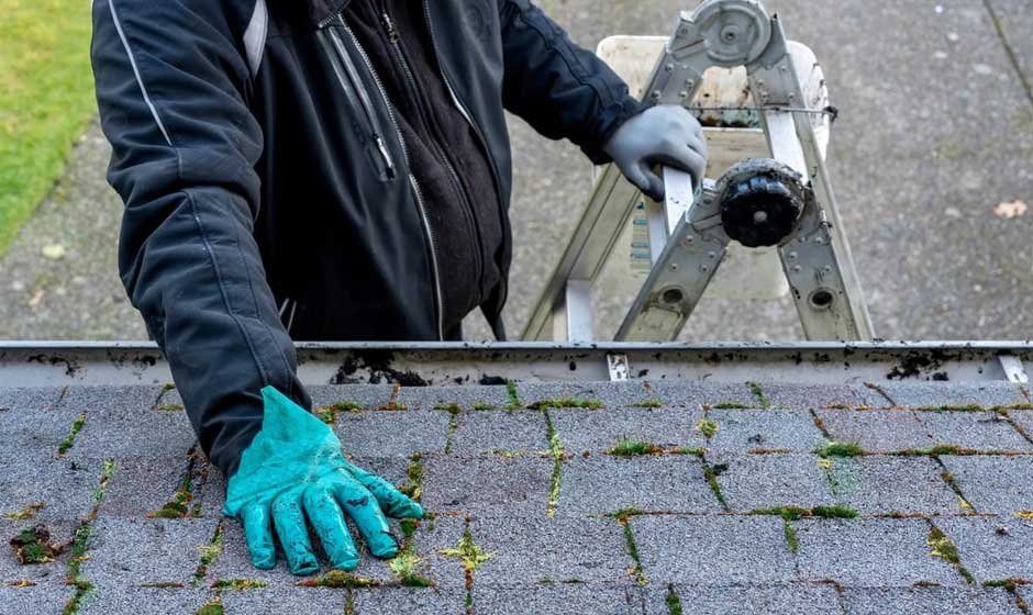 The Role of Roof Replacement in Preventing Mold and Mildew Growth