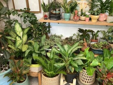 Understanding the Risks of Imported Plants & Their Hidden Pests