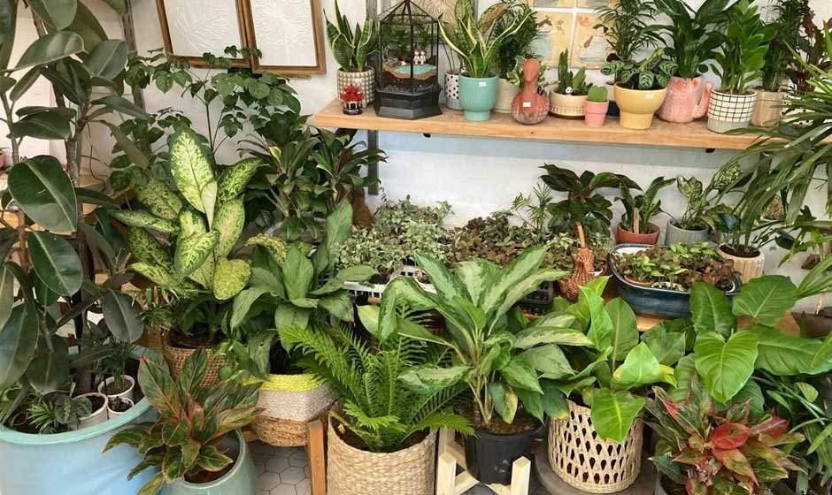 Understanding the Risks of Imported Plants & Their Hidden Pests