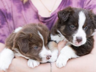 What To Know Before Buying A Teacup Puppy At A Low Price