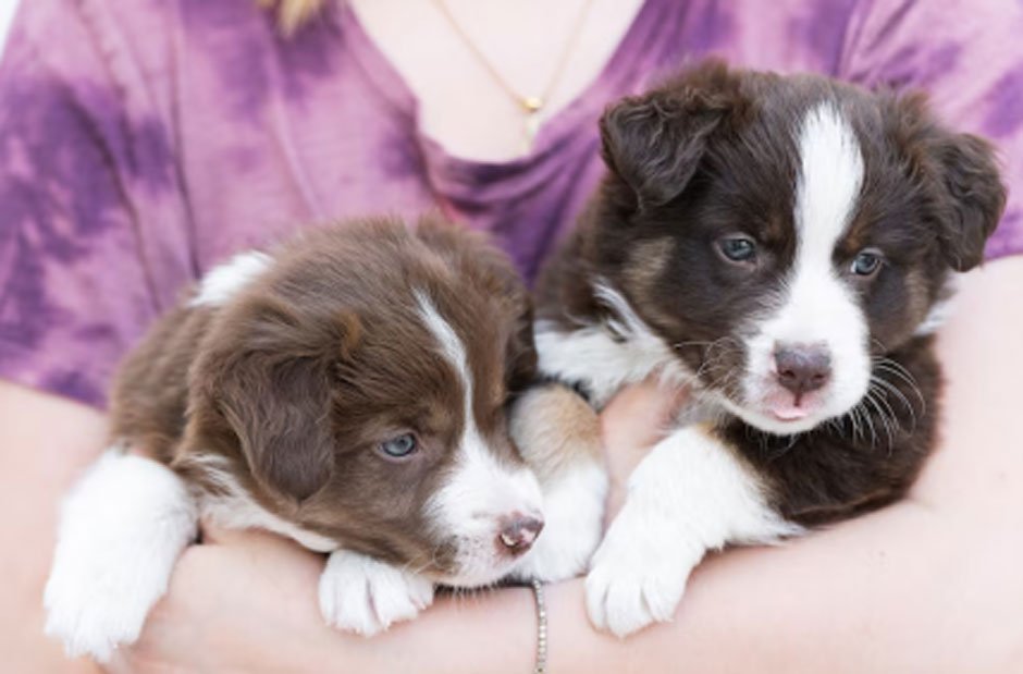 What To Know Before Buying A Teacup Puppy At A Low Price
