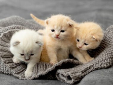 How To Choose The Right Kitten For Your Family