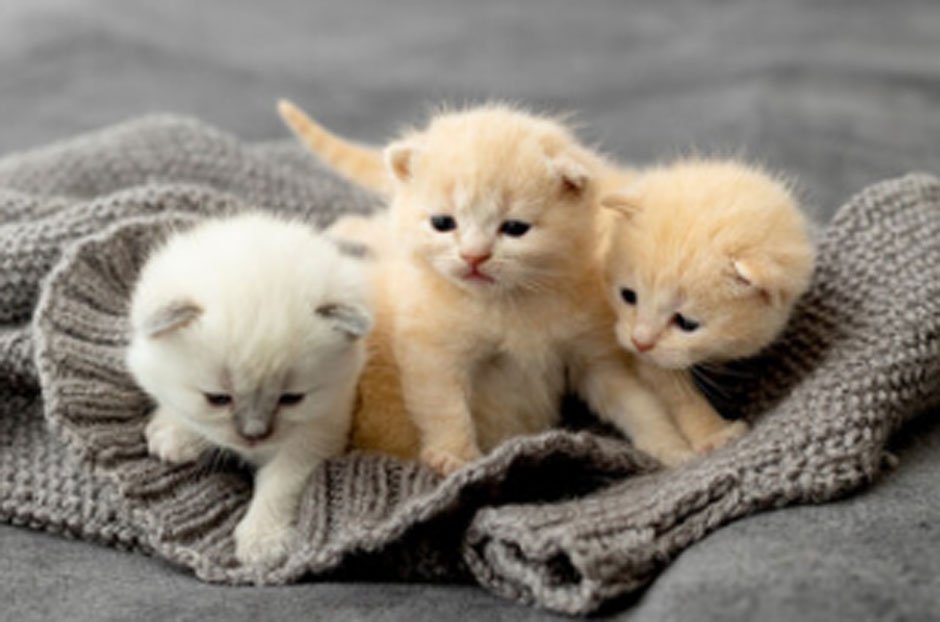 How To Choose The Right Kitten For Your Family