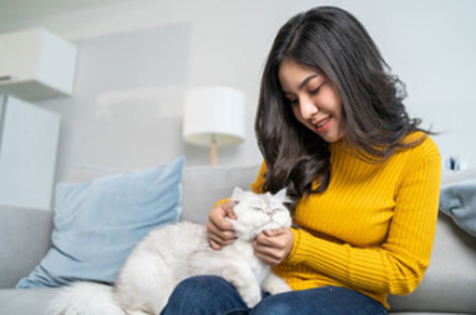 How To Choose The Right Kitten For Your Family