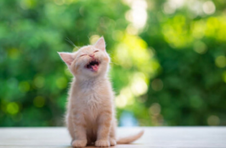 How To Choose The Right Kitten For Your Family