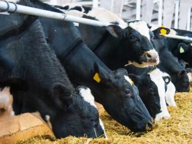 How To Identify And Treat Mineral Deficiencies In Cattle