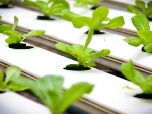 How To Transform Your Indoor Space with Compact Hydroponic Growing Systems
