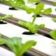 How To Transform Your Indoor Space with Compact Hydroponic Growing Systems