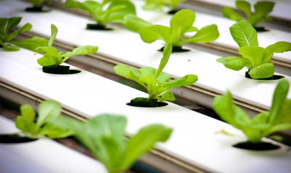 How To Transform Your Indoor Space with Compact Hydroponic Growing Systems