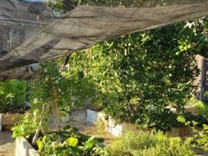 Protecting Your Garden from Heatwaves and Summer Pests