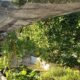 Protecting Your Garden from Heatwaves and Summer Pests