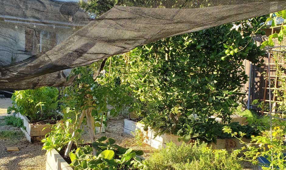 Protecting Your Garden from Heatwaves and Summer Pests