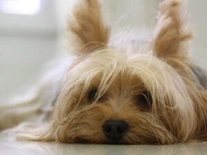 Suggestions-for-Selecting-a-Pet-That-Fits-Your-Family’s-Dynamic