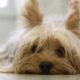 Suggestions-for-Selecting-a-Pet-That-Fits-Your-Family’s-Dynamic